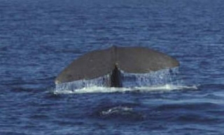  La cola de la ballena 